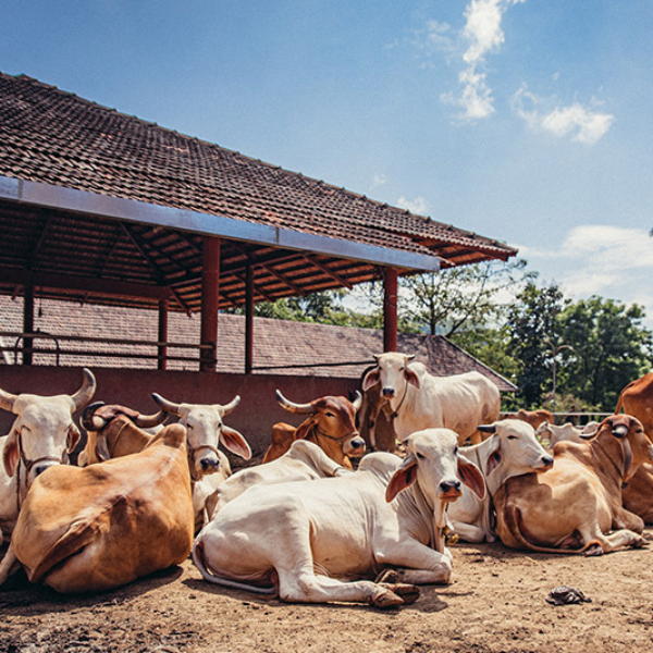 Protecting gau mata