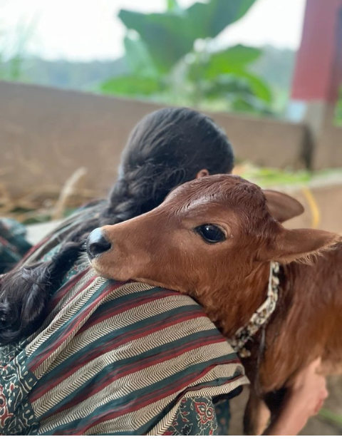 gaushala highlights 1