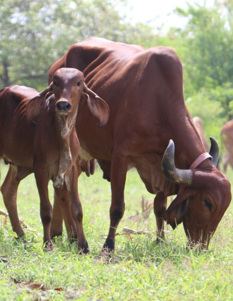 gaushala highlights 2