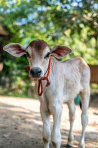 rupanuga bhajan ashram goshala cows 2023 3