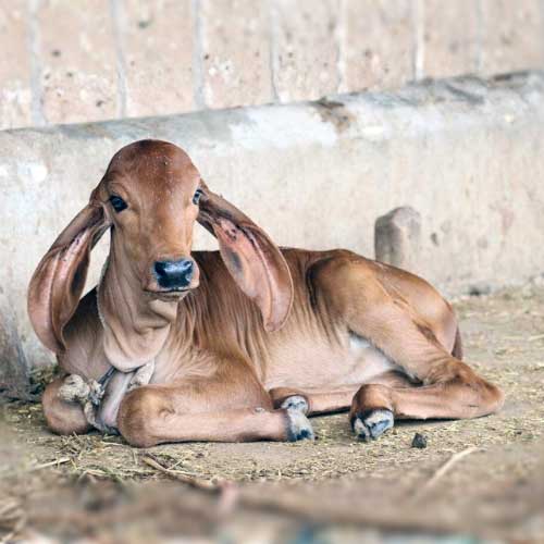 Calf resting peacefully at Shree Narayani Gosala