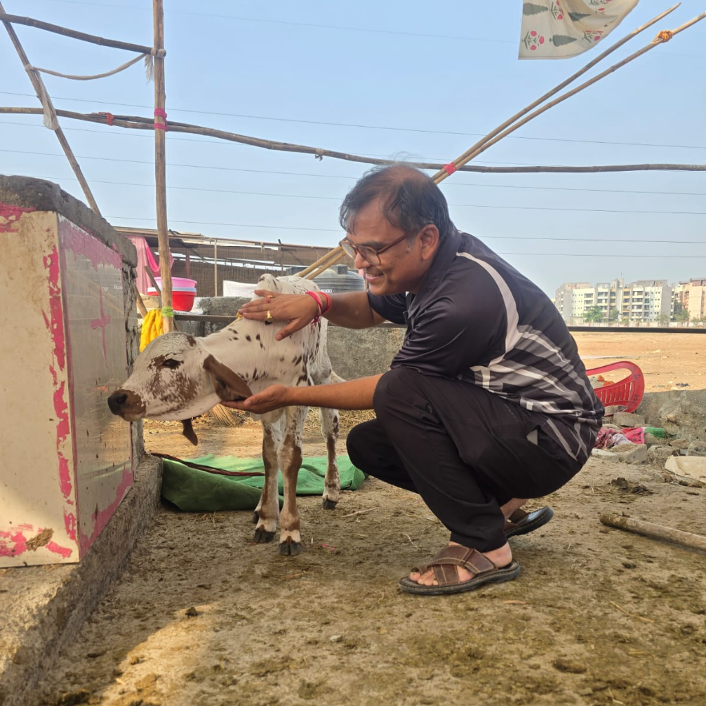Man grooming and cleaning cows at Shree Narayani Gosala in an open shelter area