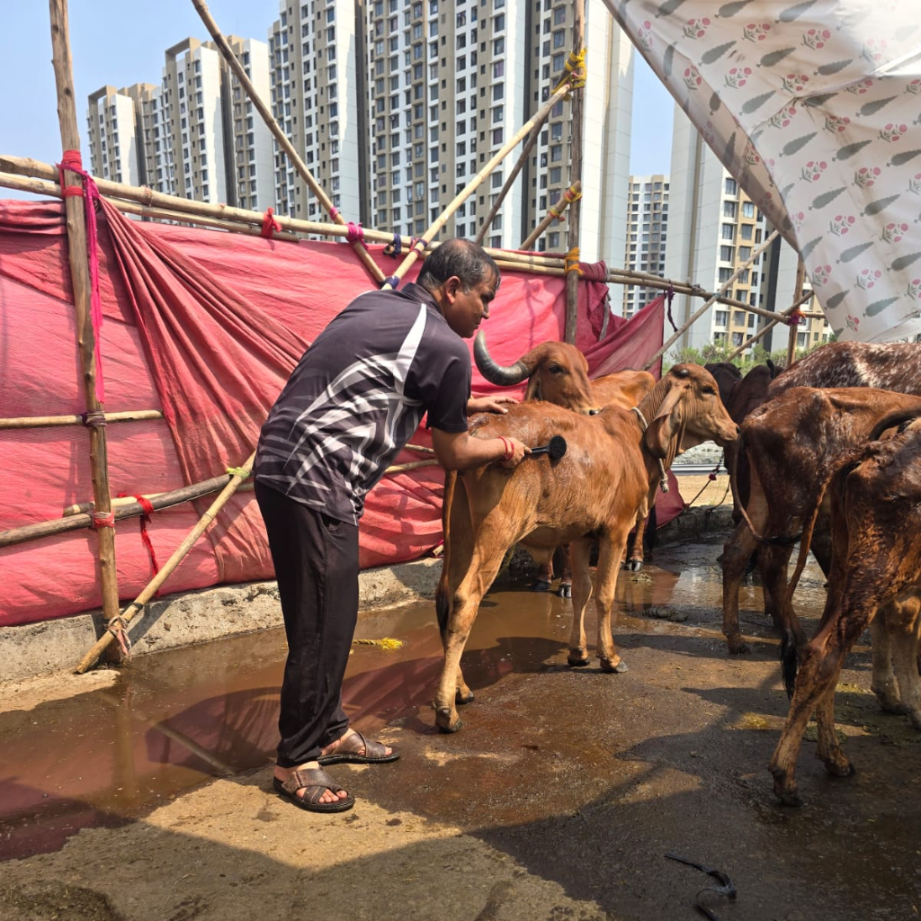 Caring moment with a calf at Shree Narayani Gosala shelter
