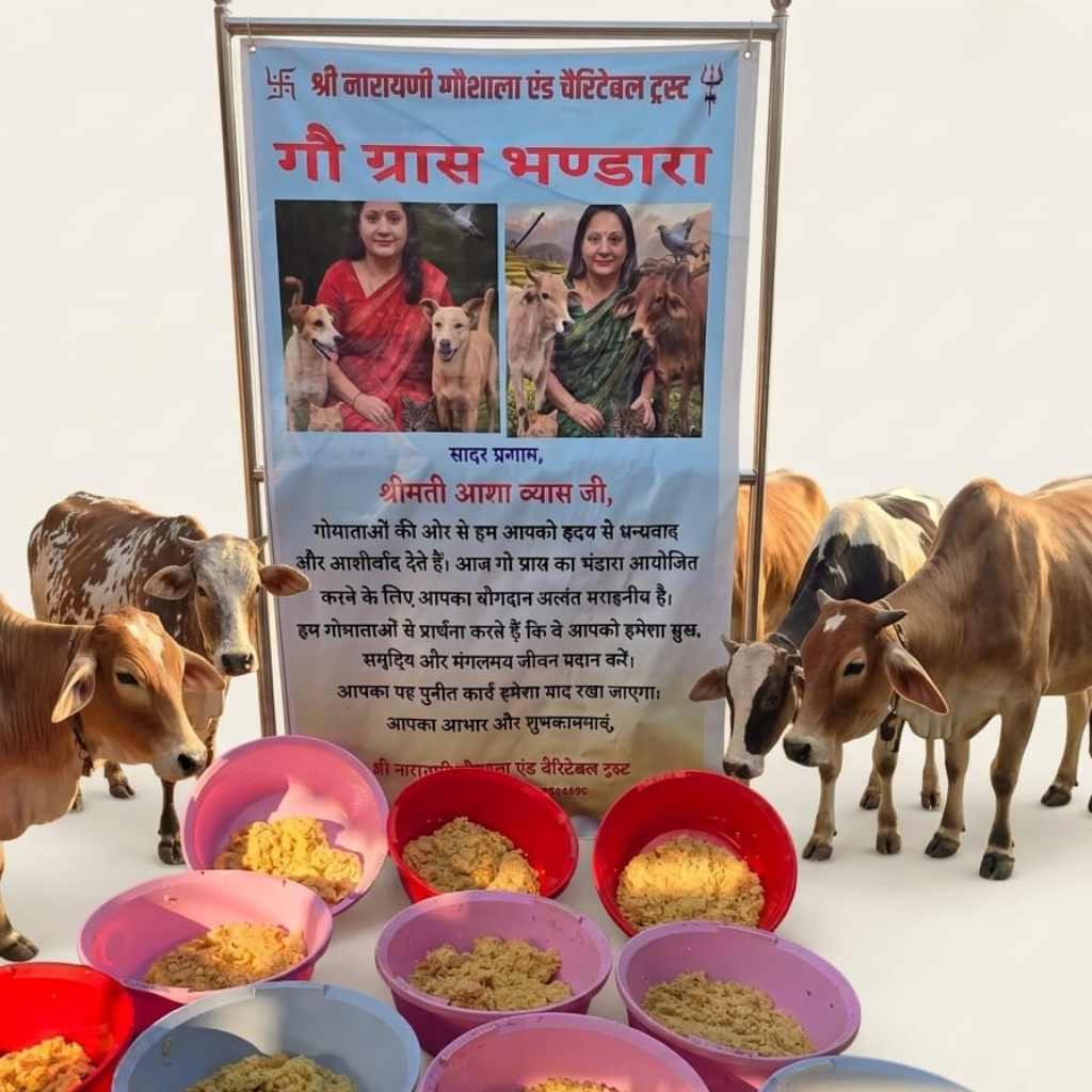 Gau Seva Bhandara organized at Shree Narayani Gosala with cows and food bowls arranged for feeding