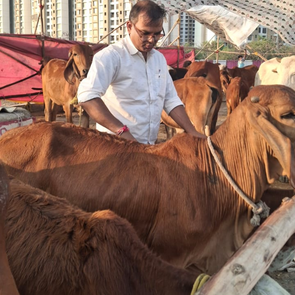 Person feeding and taking care of cows at Shree Narayani Gosala with multiple cows around